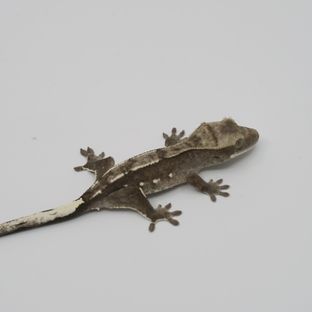 아잔틱