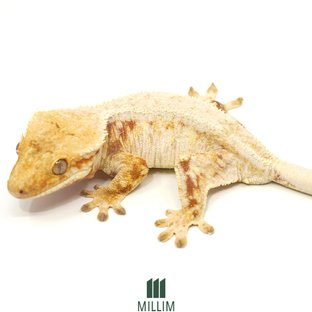 베라