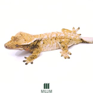 메리