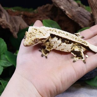 선주비원더 랑에