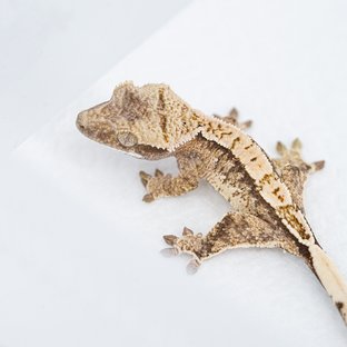 S975
