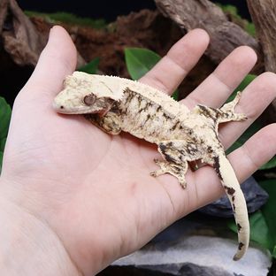 선주비원더 베리