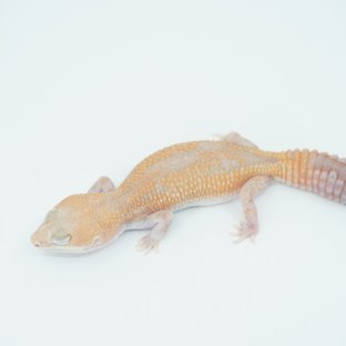 아멜라니스틱 줄루