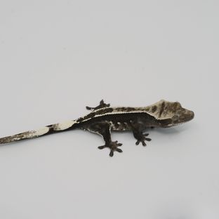 아잔틱