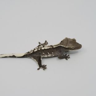 아잔틱