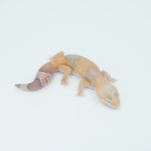 아멜라니스틱 헷 줄루