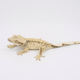 트라이 익스트림할리퀸