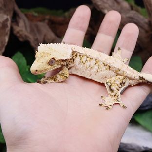 선주비원더 런던