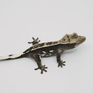 아잔틱