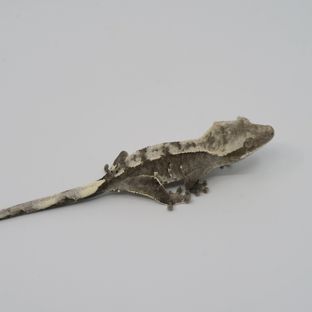 아잔틱