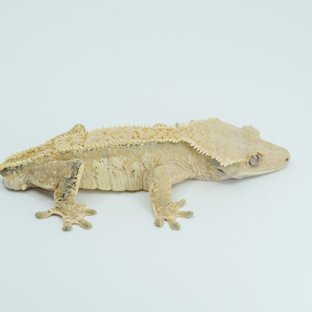 Tri Extreme Harlequin