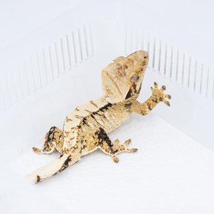 S696