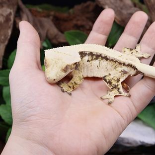 선주비원더 리리