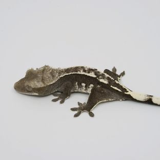 아잔틱
