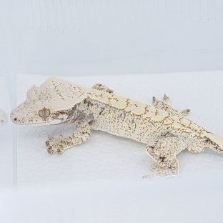 S624