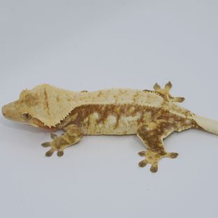 루멜