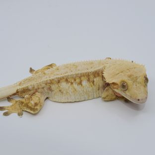 포리
