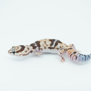 화이트아웃 헷 오레오