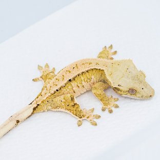 S631