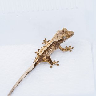 S756