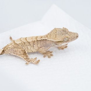 S851