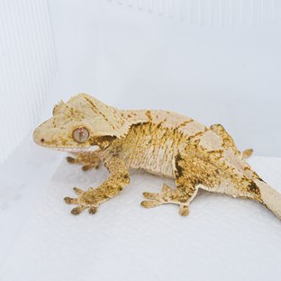 S703