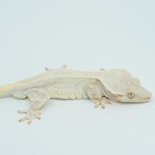 Creamsicle Lilly White