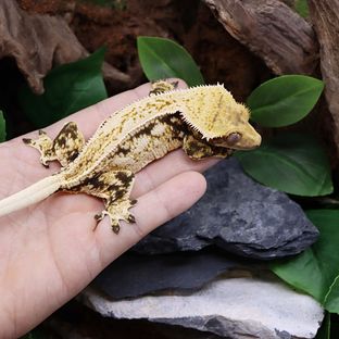 선주비원더 진주