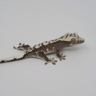 아잔틱