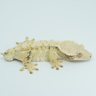 Tri Extreme Harlequin