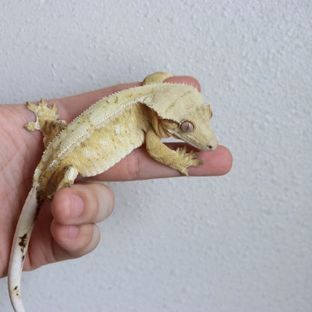 선주비원더 노바