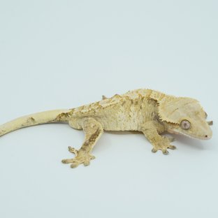 Tri Extreme Harlequin