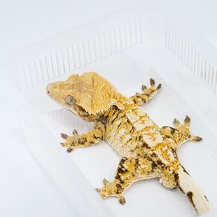 953