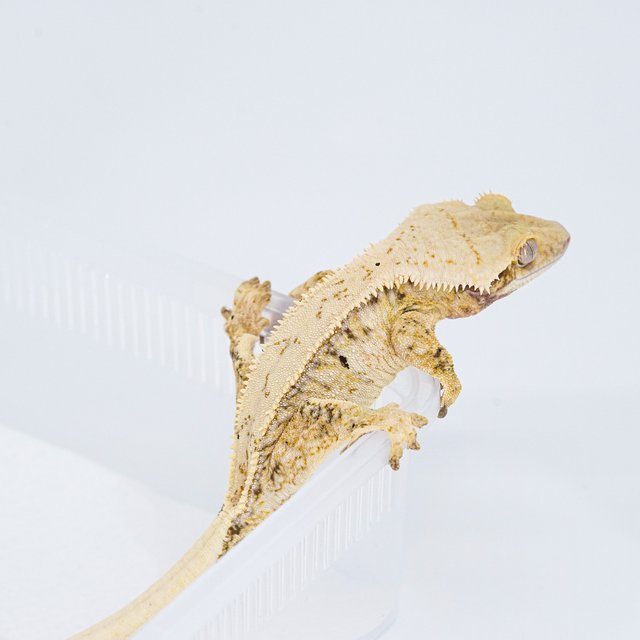 트라이 익스트림할리퀸