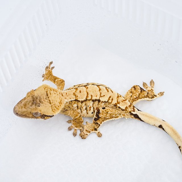 트라이 익스트림할리퀸