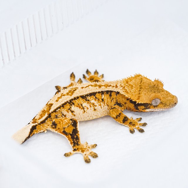 트라이 익스트림할리퀸