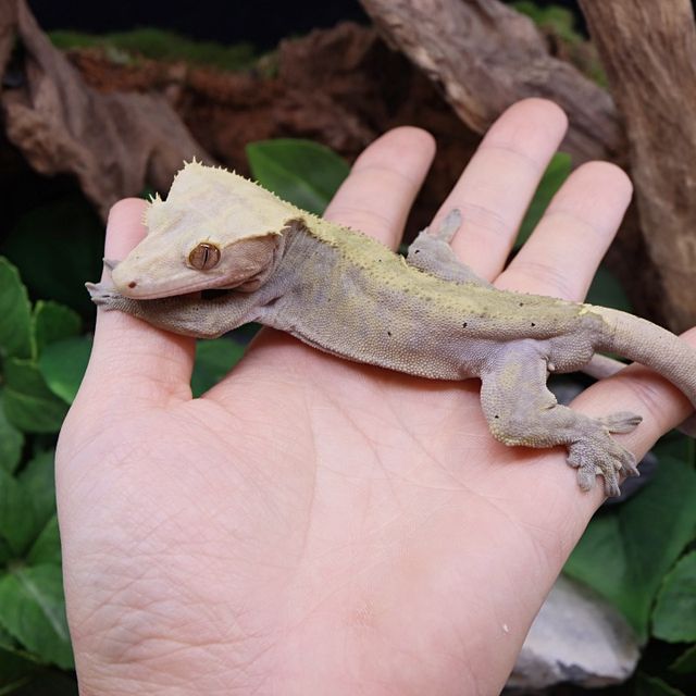 하이포
