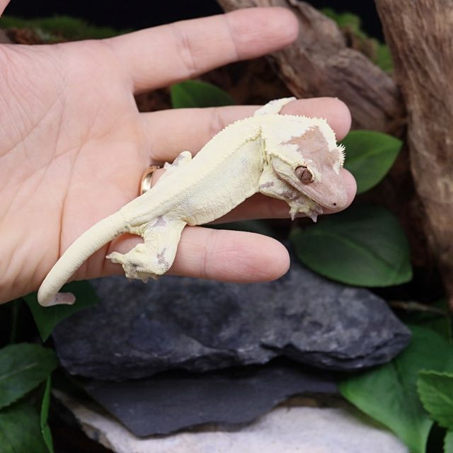프라푸치노