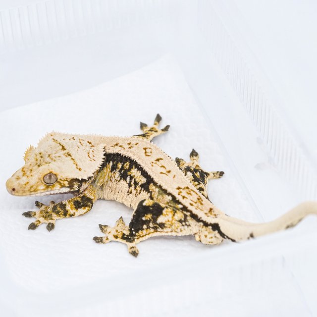 쿼드 핀스트라이프