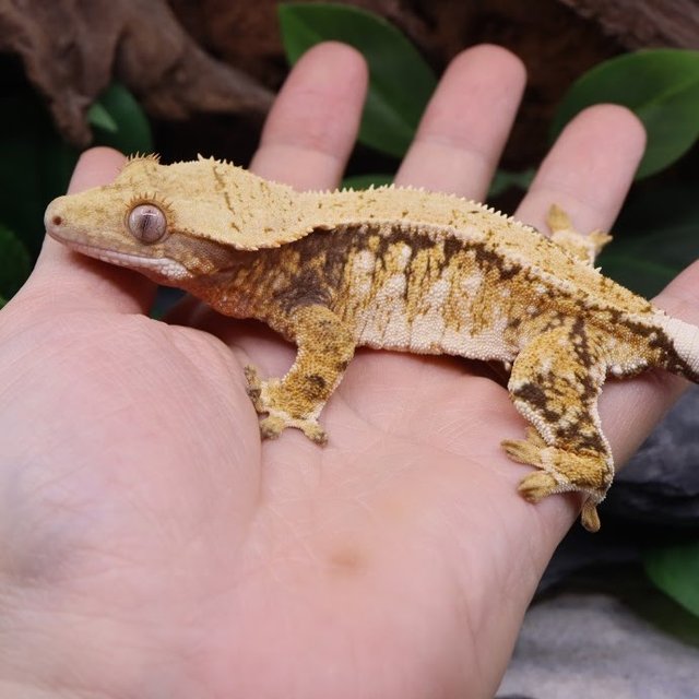 트라이 익스트림할리퀸