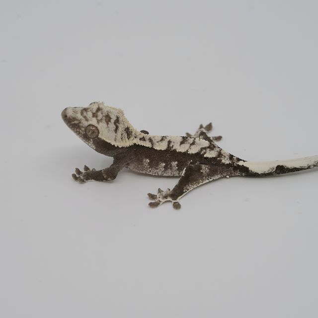 아잔틱