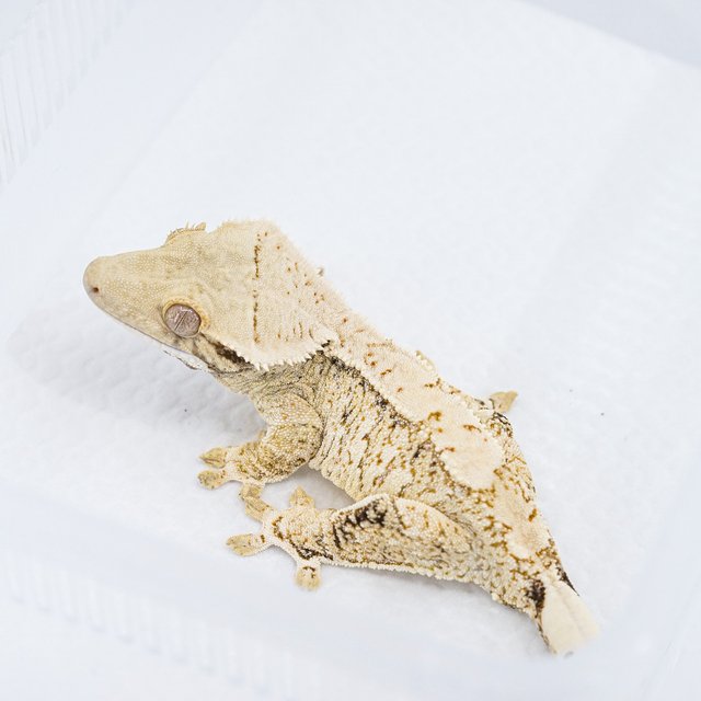 트라이 익스트림할리퀸