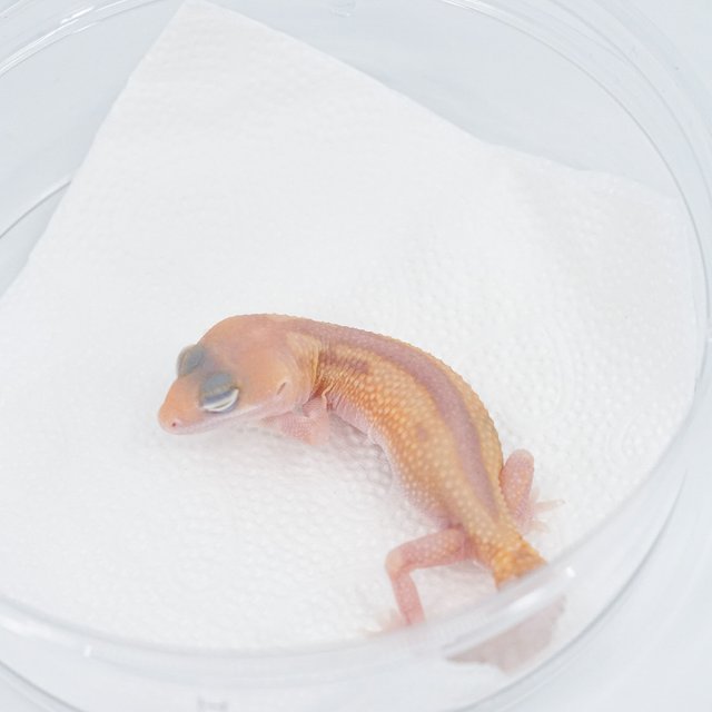 아멜라니스틱 줄루