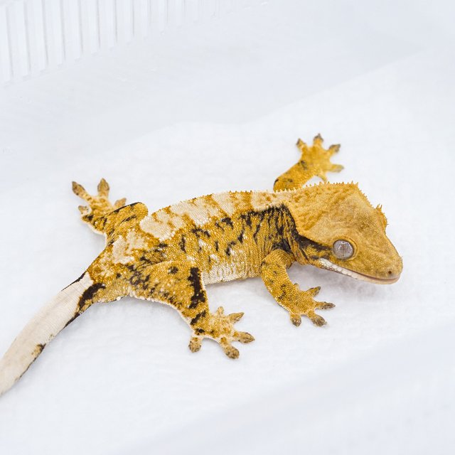 트라이 익스트림할리퀸