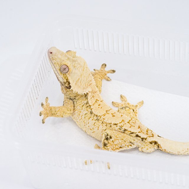 트라이 익스트림할리퀸