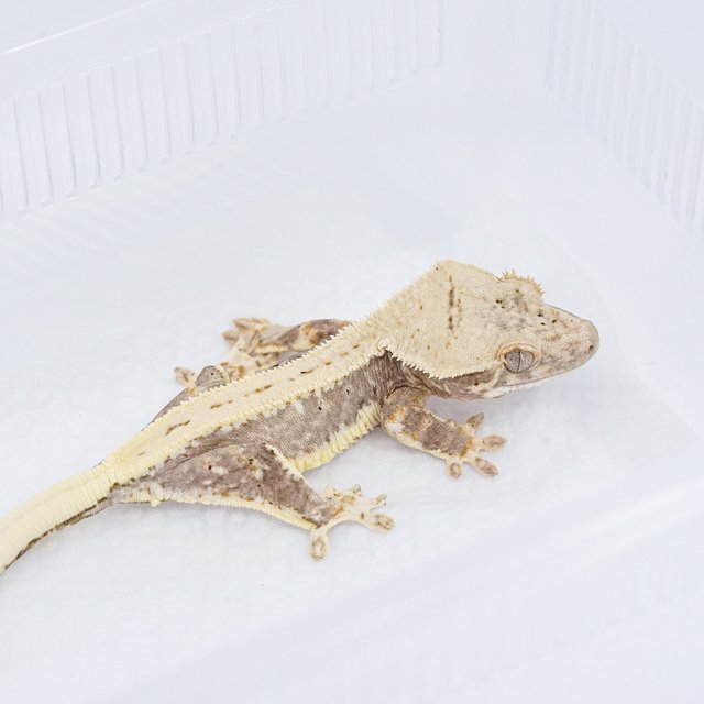 릴리100%헷아잔틱