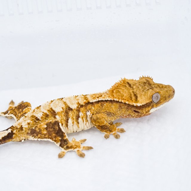 트라이 익스트림할리퀸