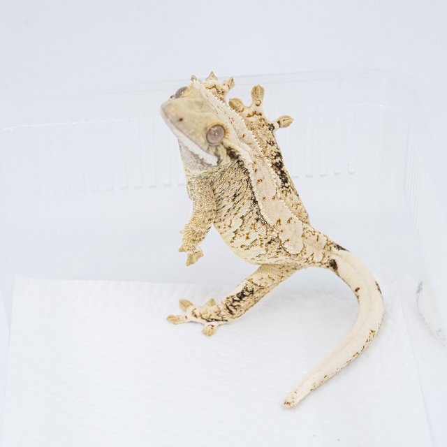 트라이 익스트림할리퀸