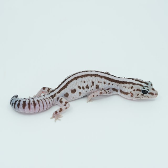 슈퍼 제로 화이트아웃 오레오