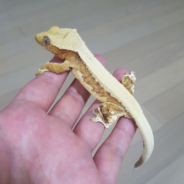 릴리화이트